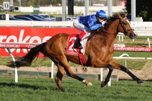 Hartnell, above, is set to run in the Dato' Tan Chin Nam Stakes at The Valley. Photo by Ultimate Racing Photos. 