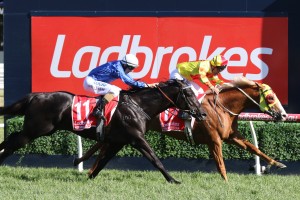 Mighty Boss, above in yellow and red colours, has drawn the outside barrier in the 2018 Dato' Tan Chin Nam Stakes at The Valley. Photo by Ultimate Racing Photos.