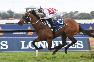 Graff, above, has drawn the outside barrier in the 2018 The Run To The Rose at Rosehill. Photo by Steve Hart. 