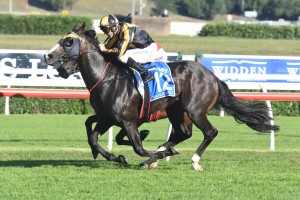 Trapeze Artist, above, will run on a heavy track in the Theo Marks Stakes at Rosehill. Photo by Steve Hart.