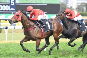Redzel, above, has been scratched from The Shorts at Randwick today. Photo by Steve Hart.