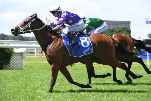 Fiesta, above, is chasing more Stakes prizemoney in the Bright Shadow at Eagle Farm. Photo by Steve Hart.